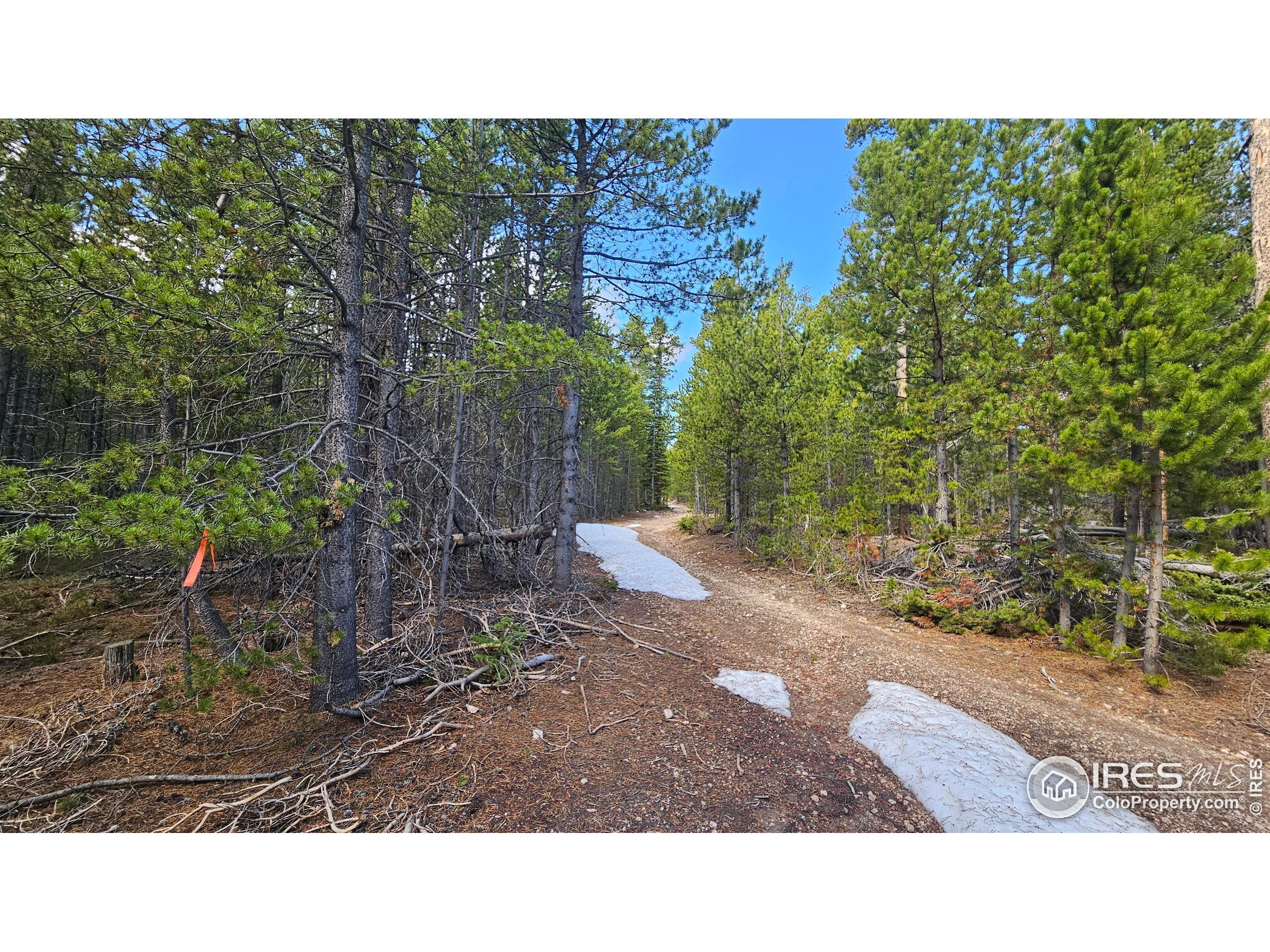 0 Forest Service 169 Road, Unit 7 Red Feather Lakes, CO 80545 - Photo 15 of 18 a picture of a yard