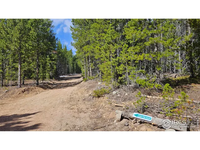 a black and white photo of a forest