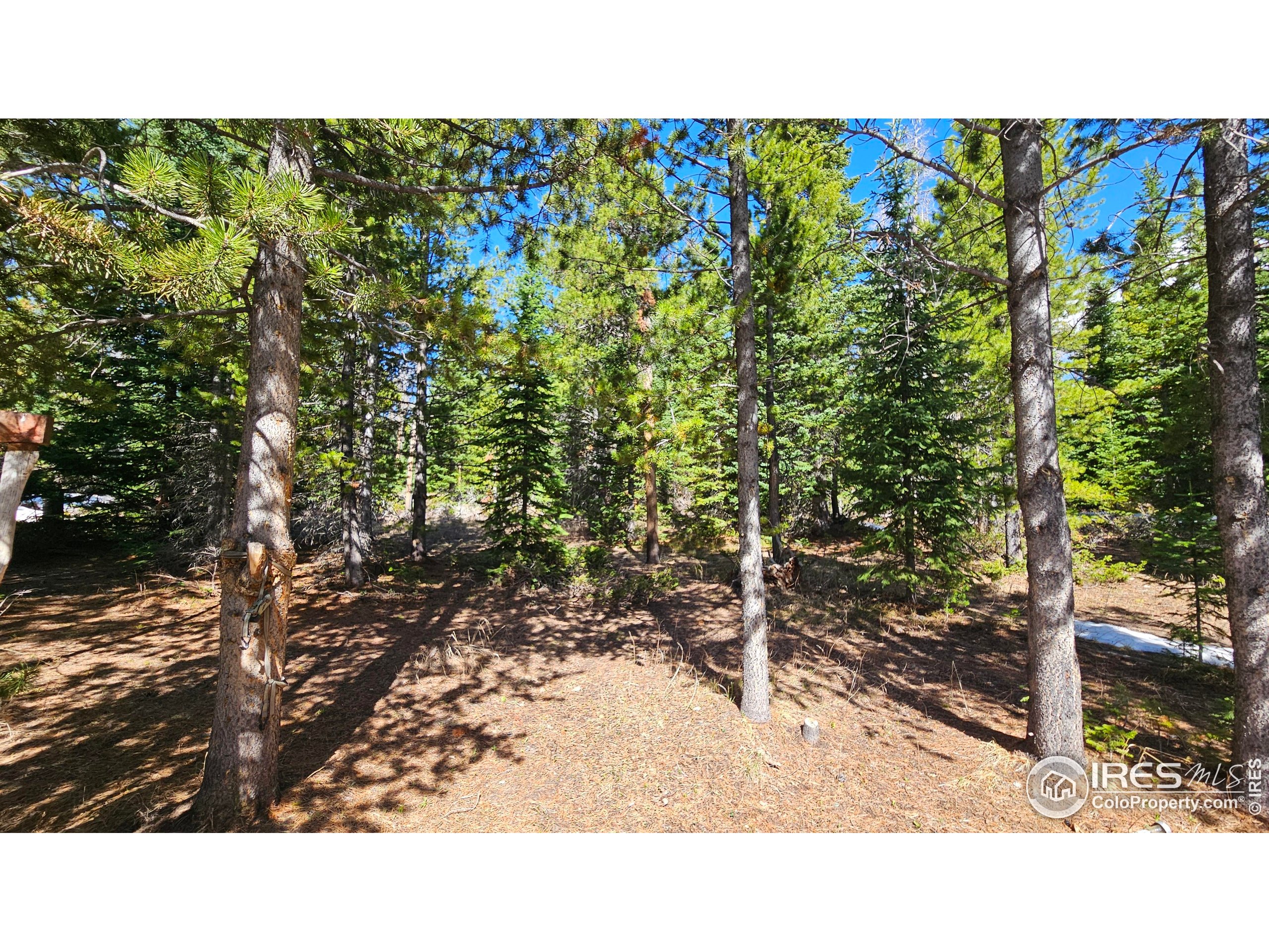 0 Forest Service 169 Road, Unit 7 Red Feather Lakes, CO 80545 - Photo 5 of 18 a black and white photo of a forest
