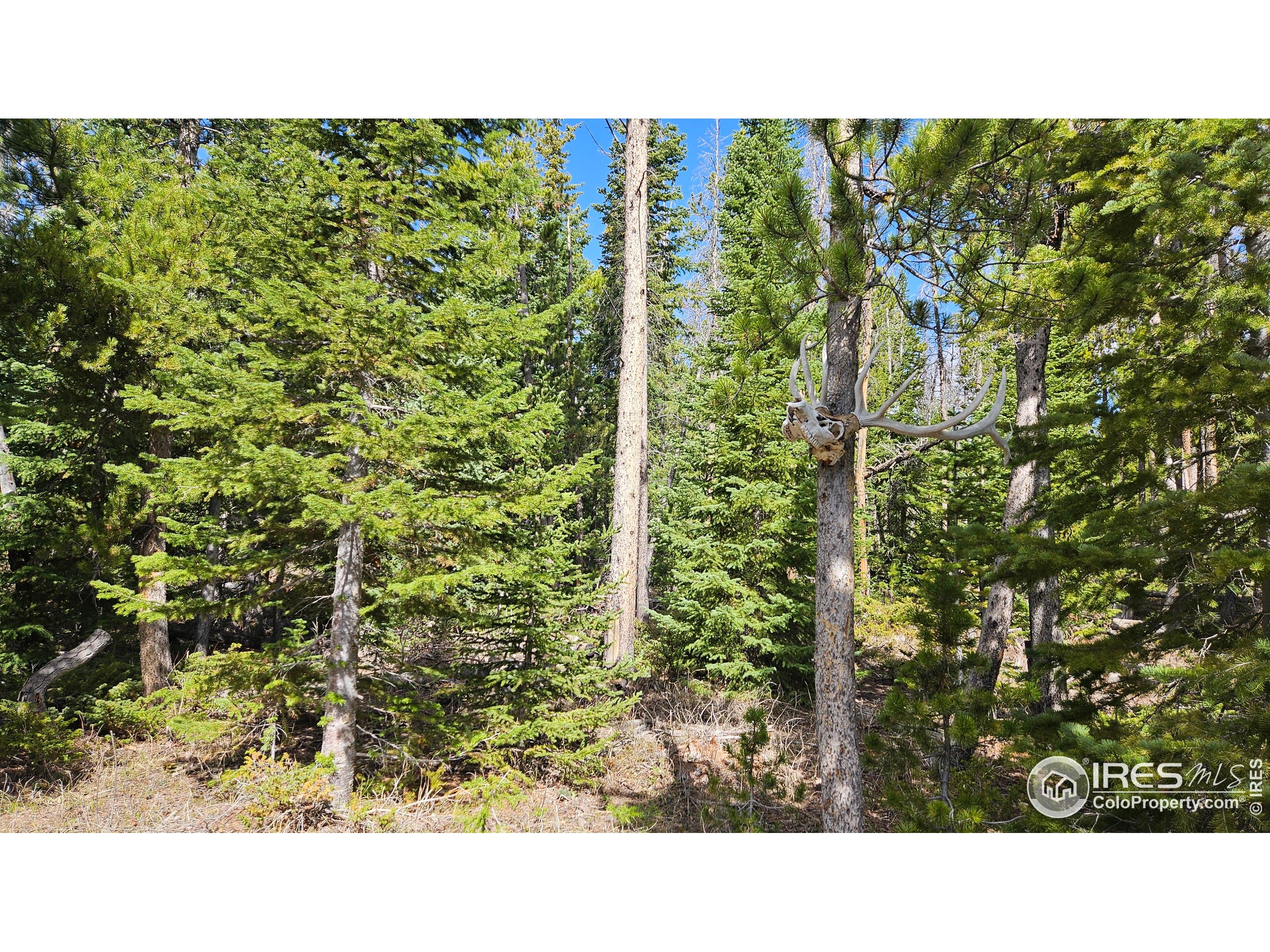 0 Forest Service 169 Road, Unit 7 Red Feather Lakes, CO 80545 - Photo 6 of 18 a black and white photo of a green field