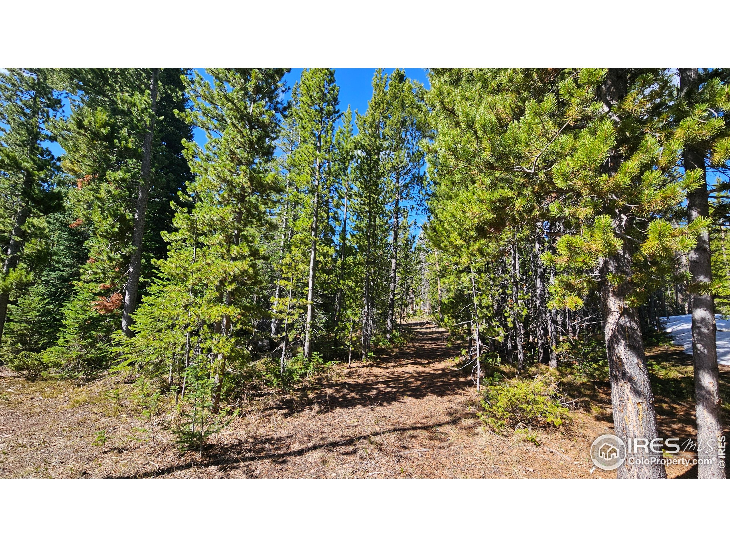 0 Forest Service 169 Road, Unit 7 Red Feather Lakes, CO 80545 - Photo 9 of 18 a open area with trees in the background