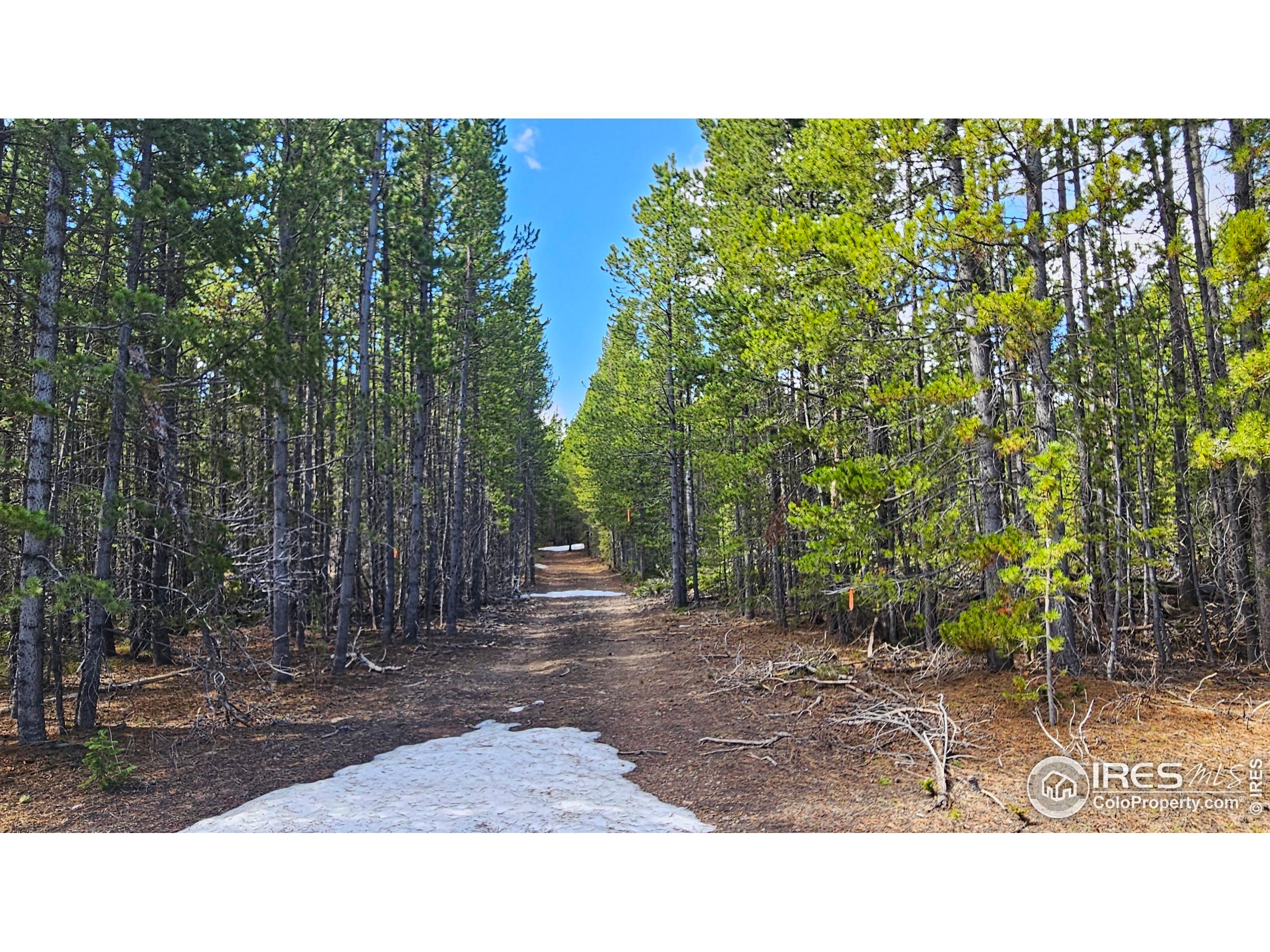 0 Forest Service 169 Road, Unit 7 Red Feather Lakes, CO 80545 - Photo 10 of 18 a open area with trees in the background