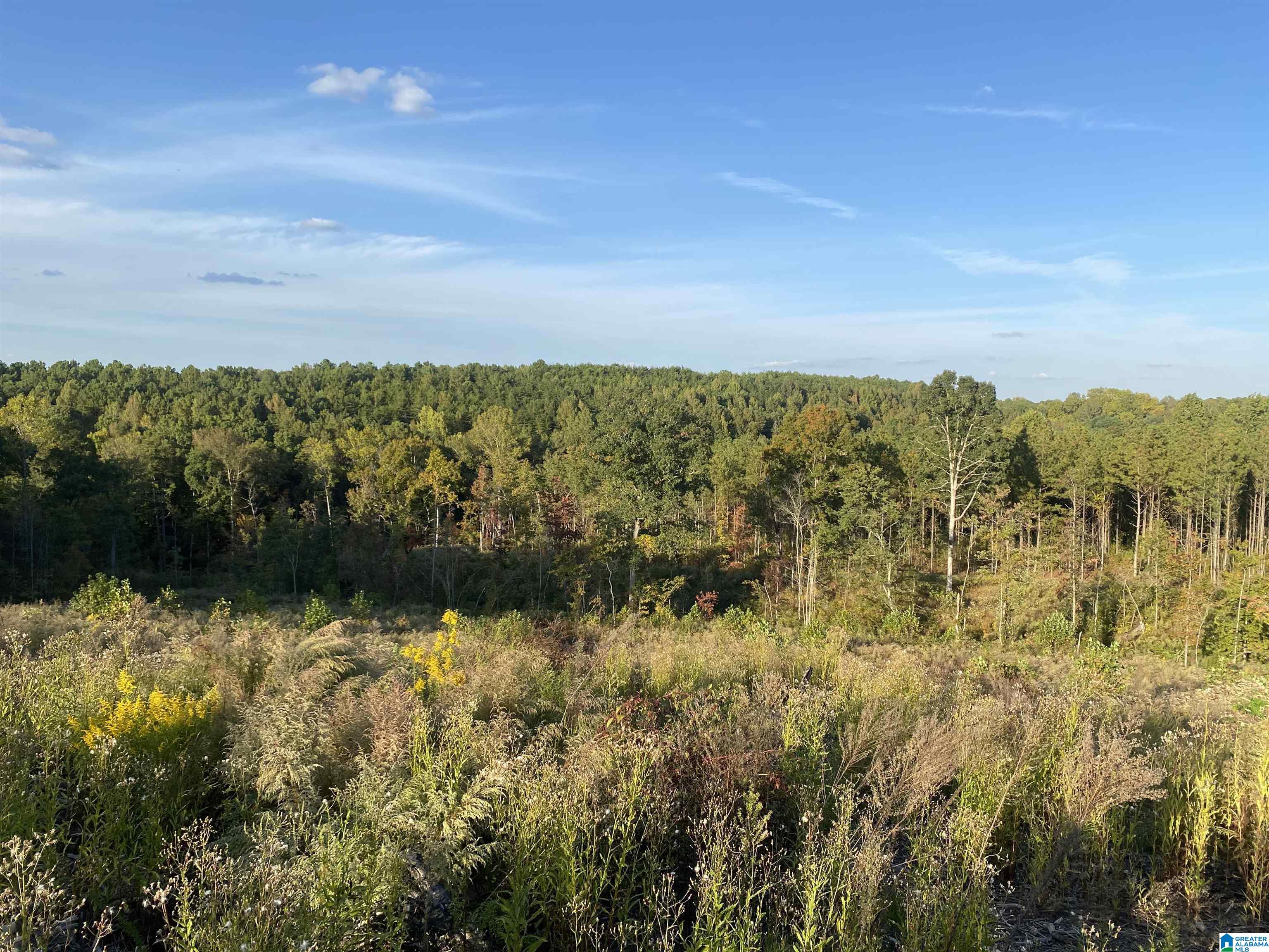 0 Frost Road, Unit 100 / ACRES Springville, AL 35146 - Photo 29 of 60