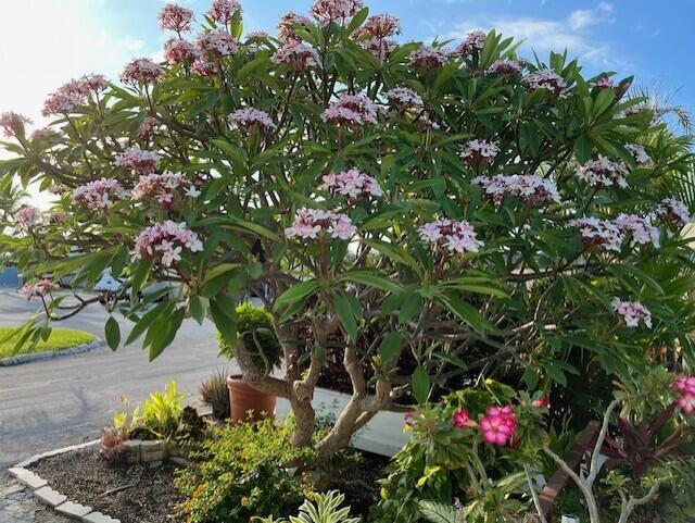 a small yard with flowers