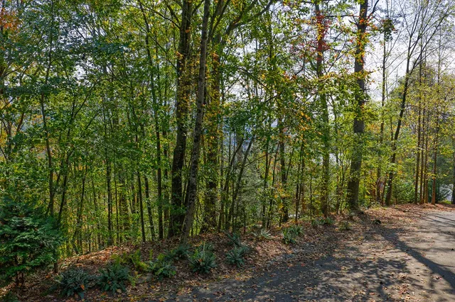 a view of a forest with trees in the background