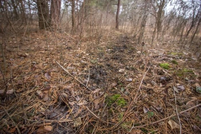 11582 Belding Road Northeast Belding, MI 48809 - Photo 29 of 29 trail