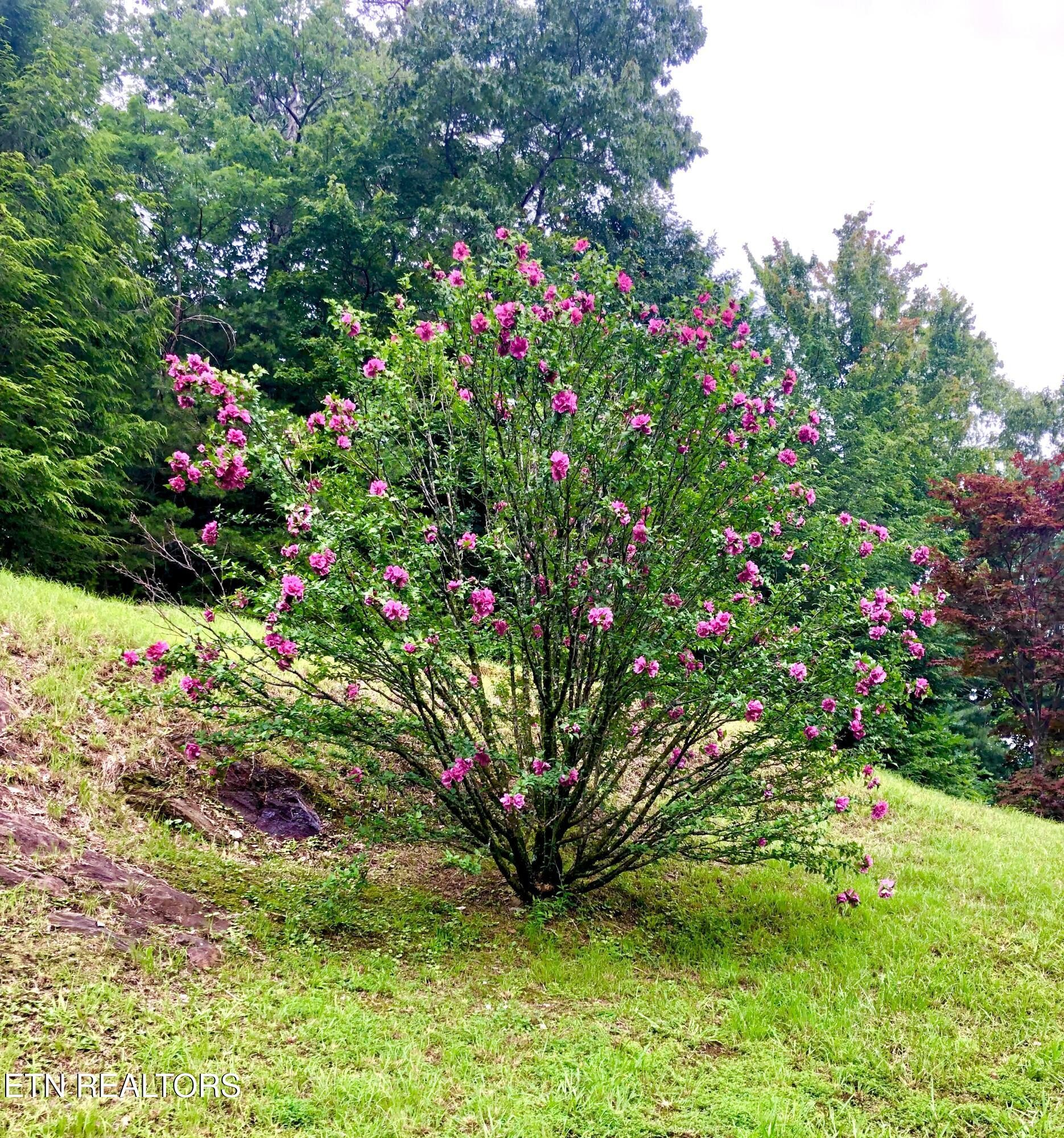 186 Caney Creek Road Reliance, TN 37369 - Photo 47 of 48