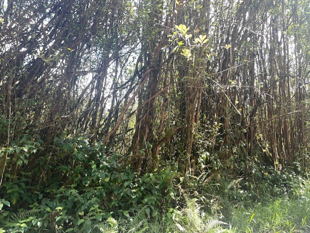 17-3352 Lot 74 Maunalani Tract Rd Mountain View Mountain View, HI 96771 - Photo 2 of 9 a view of a yard with a tree