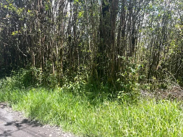 a view of a lush green forest