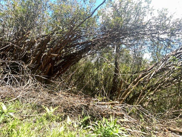 17-3352 Lot 74 Maunalani Tract Rd Mountain View Mountain View, HI 96771 - Photo 7 of 9