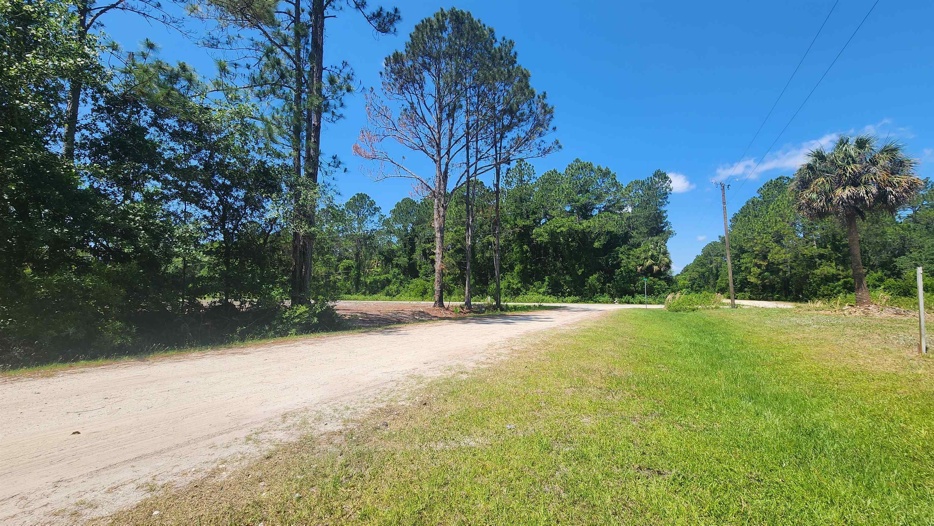 303 Palm Way Georgetown, FL 32139 - Photo 2 of 7 a view of a yard with a tree