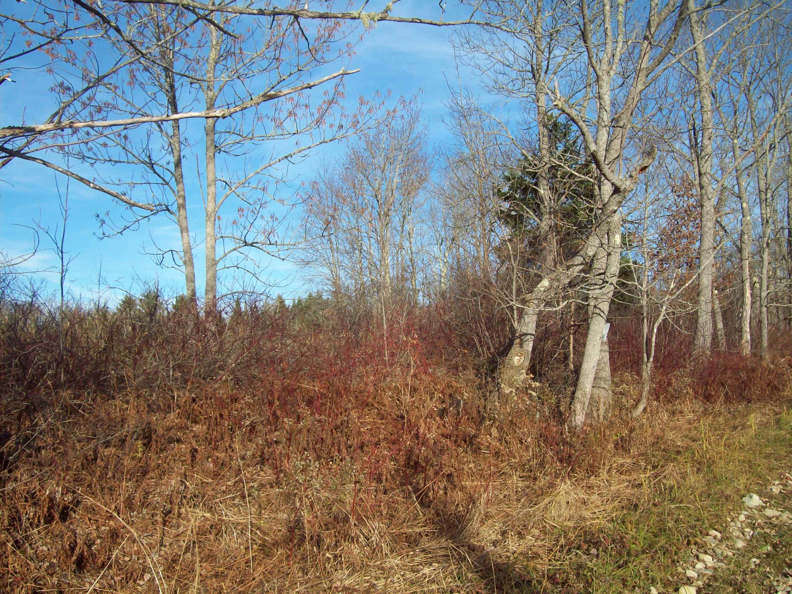 Tbd Winding Hill Road Patten, ME 04765 - Photo 14 of 16 100_3226