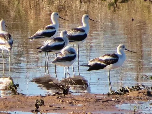 a view of a yard with plants and large trees