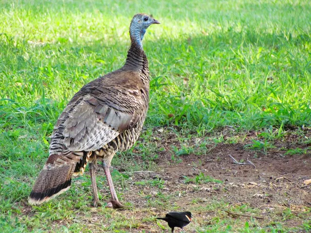 $1,659,000 | Settemeyer Road Settemeyer Road, Mason, TX 76856