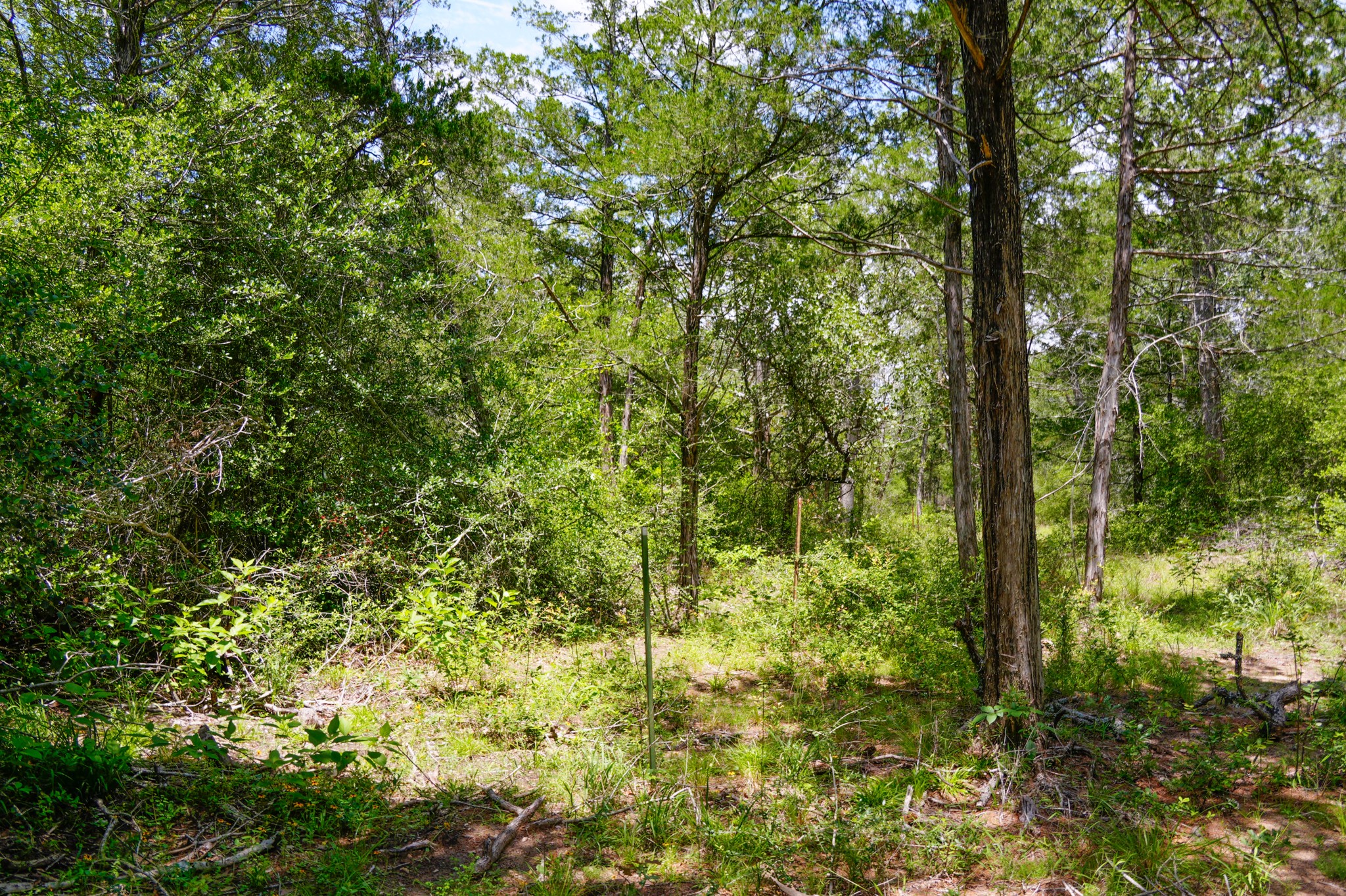 3233 Farm To Market 3233 Road La Grange, TX 78945 - Photo 15 of 18 View of wooded area