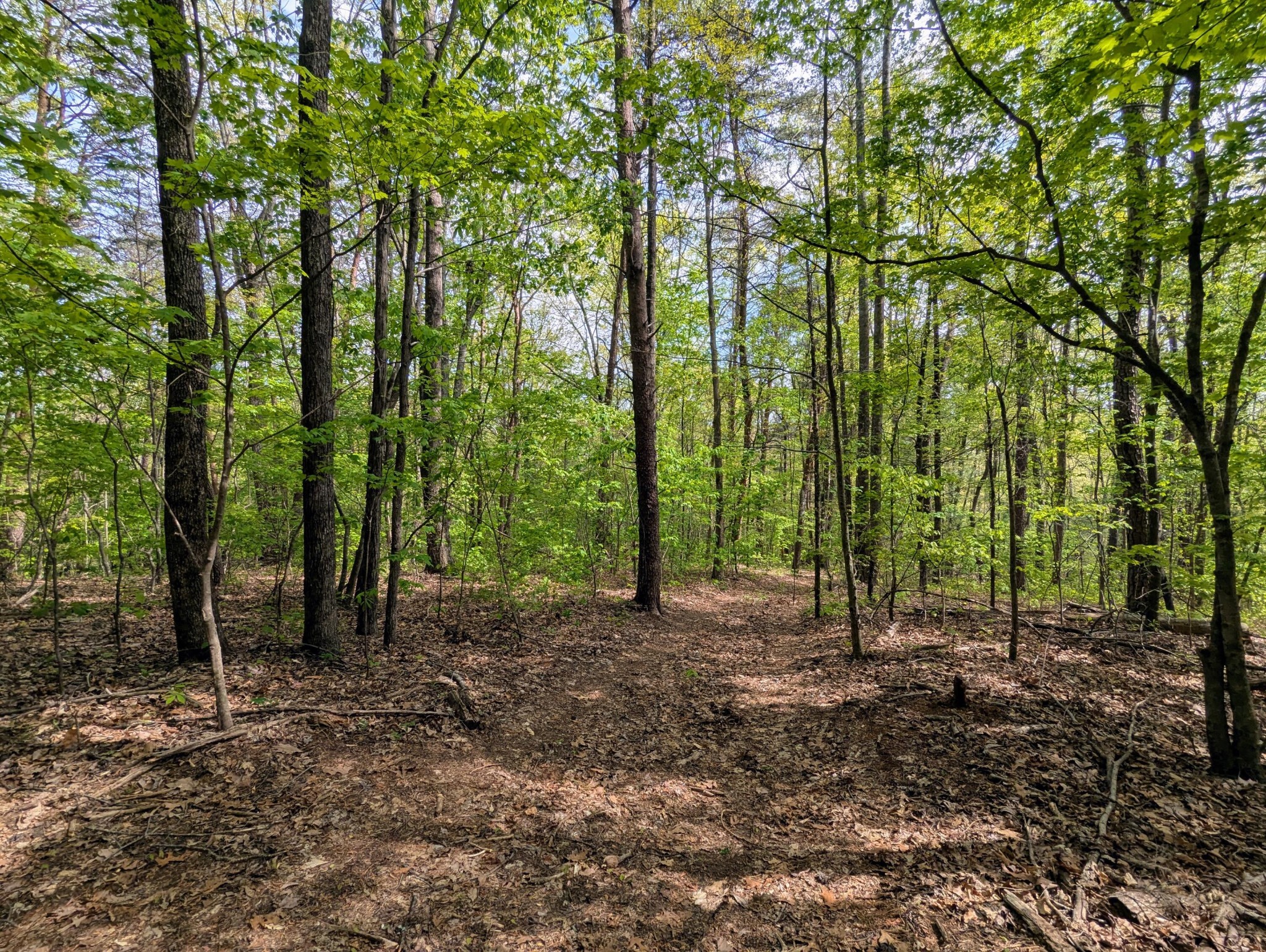 0 Ladd Springs Road Old Fort, TN 37362 - Photo 2 of 11 a view of outdoor space with lots of trees