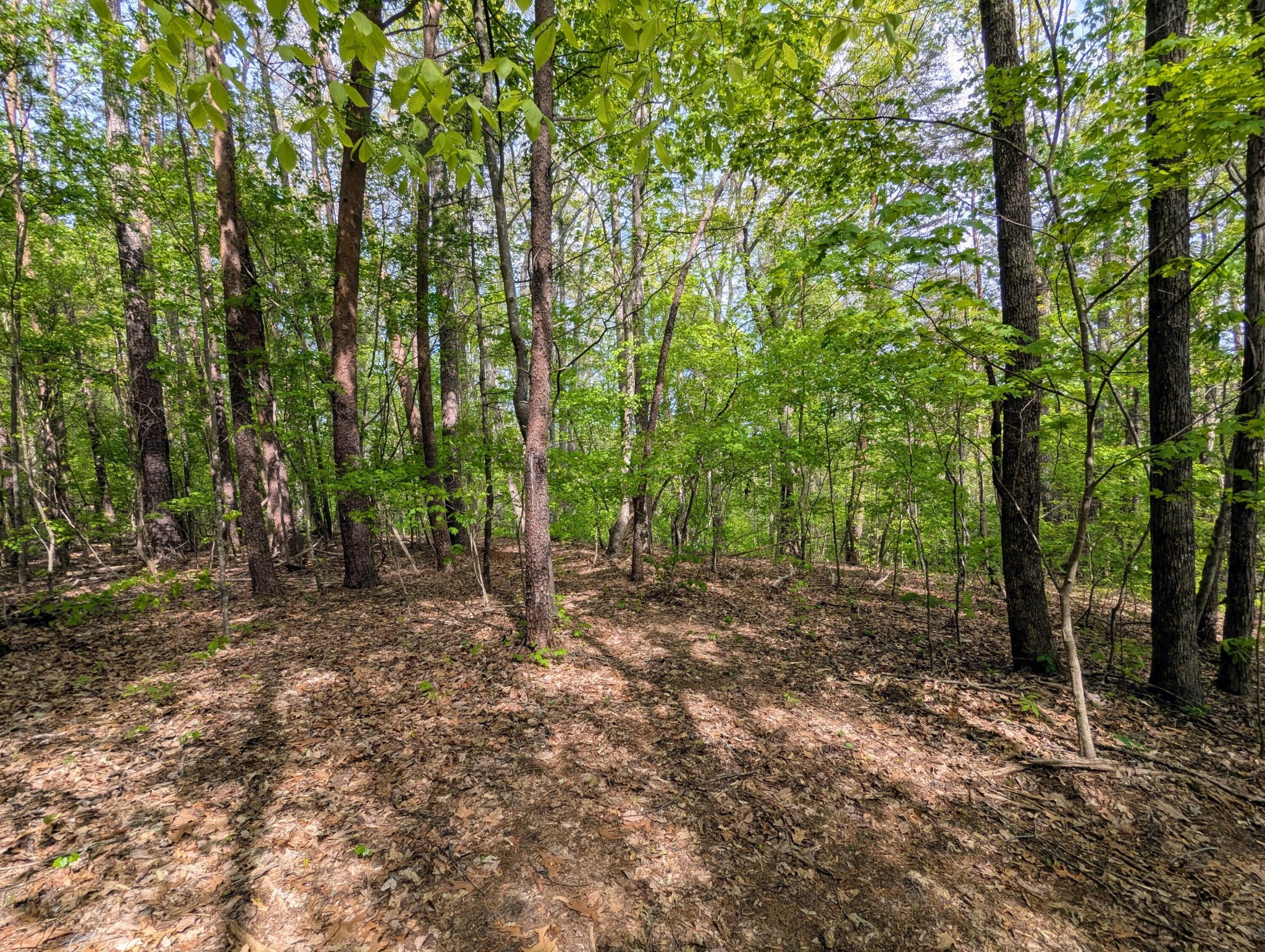 0 Ladd Springs Road Old Fort, TN 37362 - Photo 3 of 11 a view of a forest with trees in the background