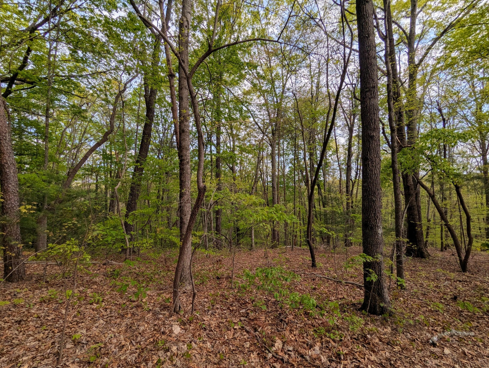 0 Ladd Springs Road Old Fort, TN 37362 - Photo 4 of 11 a view of a forest with trees