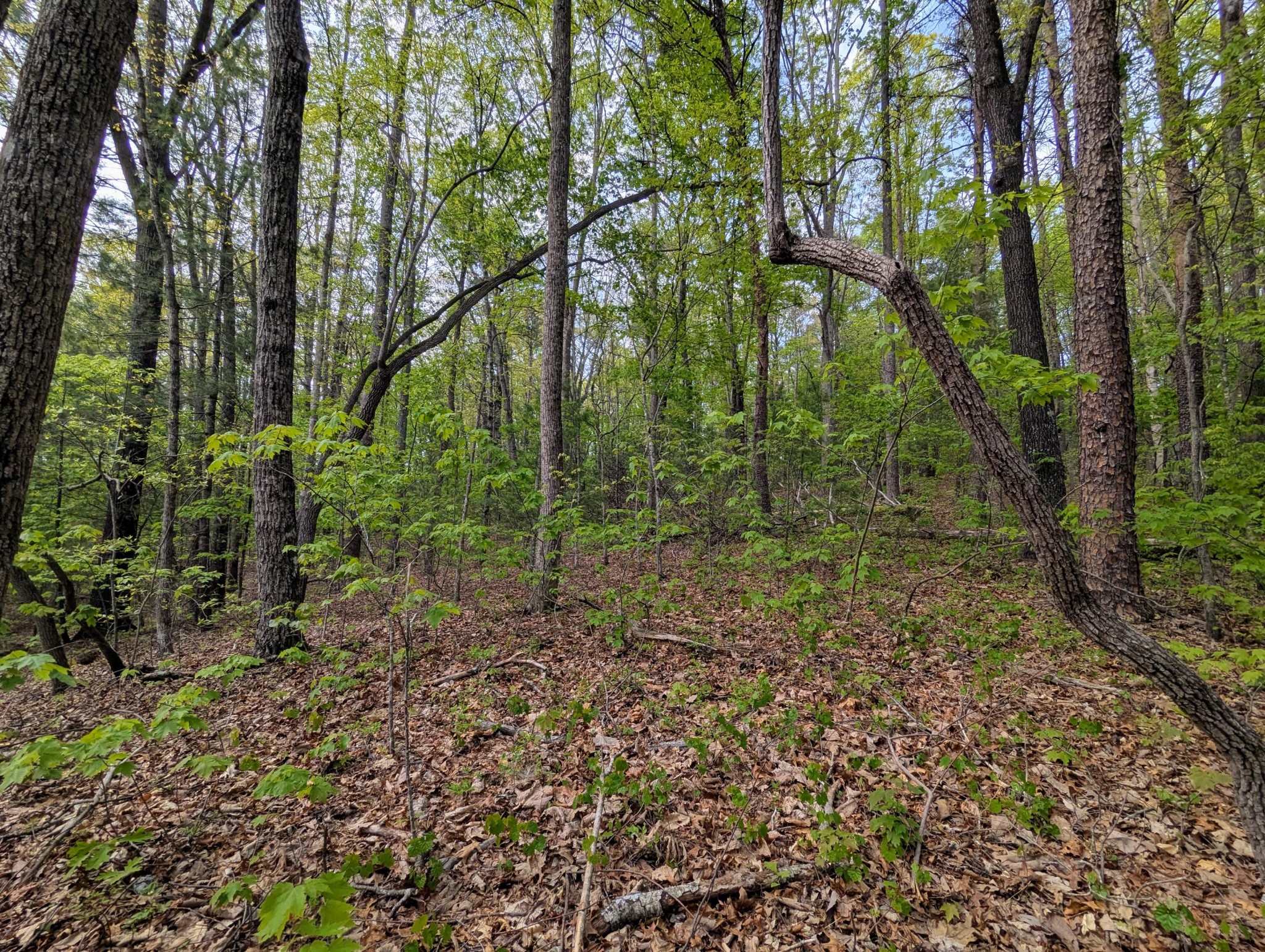 0 Ladd Springs Road Old Fort, TN 37362 - Photo 5 of 11 a backyard of a house with lots of green space