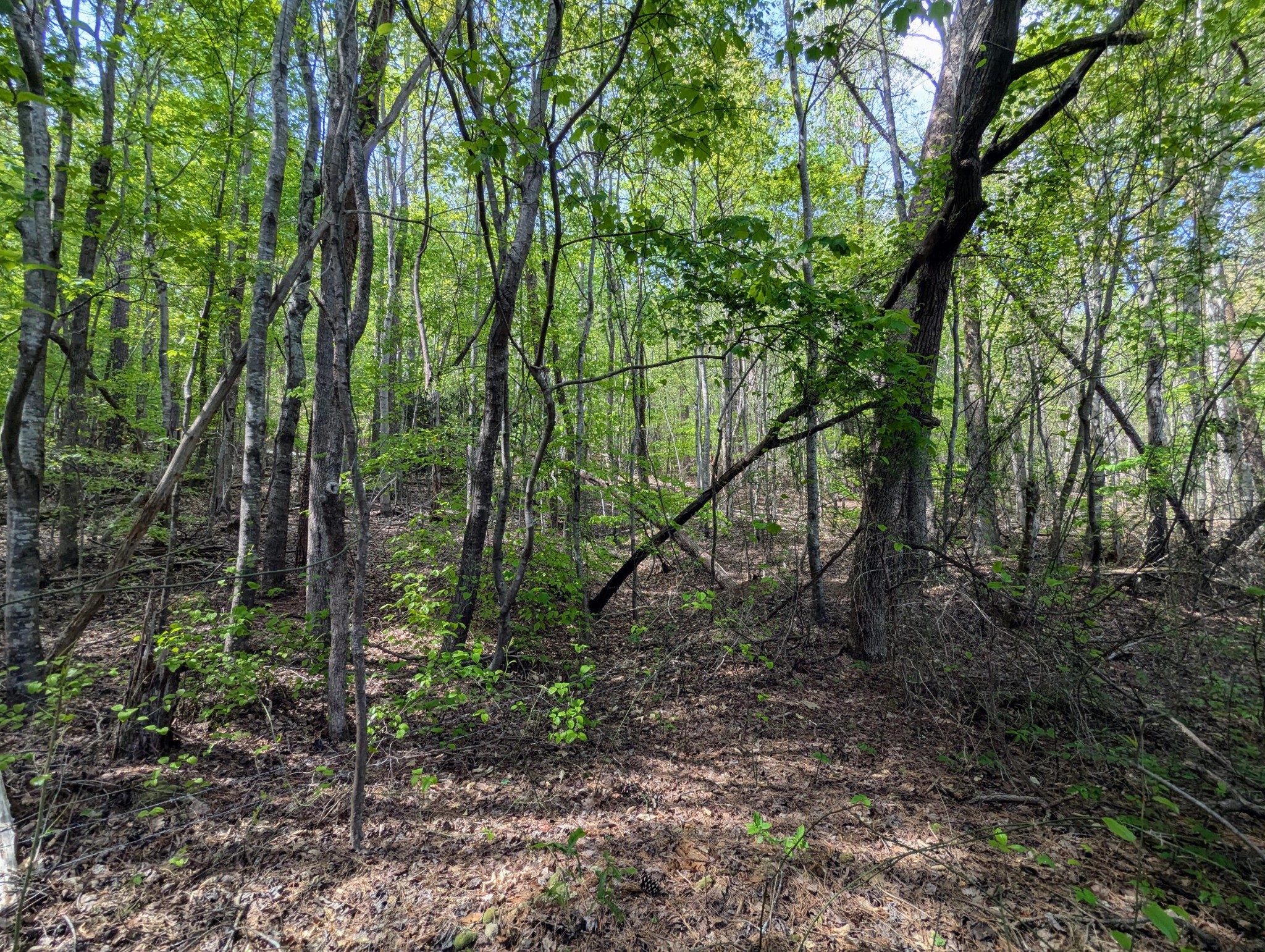 0 Ladd Springs Road Old Fort, TN 37362 - Photo 6 of 11 a view of forest