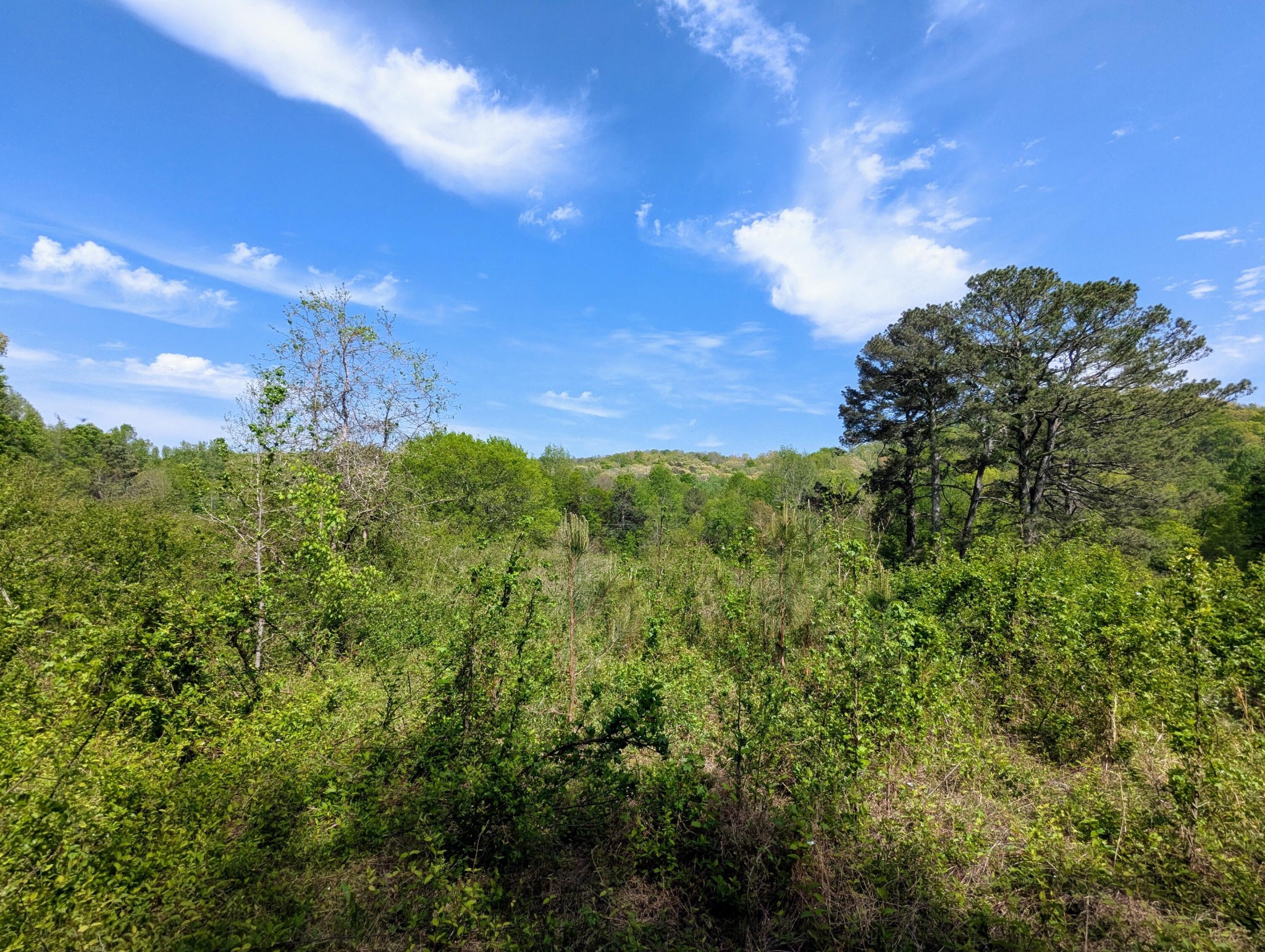 0 Ladd Springs Road Old Fort, TN 37362 - Photo 8 of 11 a view of a big yard