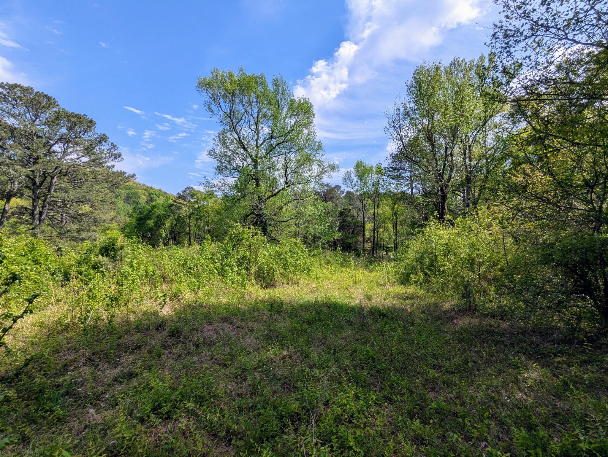 0 Ladd Springs Road Old Fort, TN 37362 - Photo 9 of 11