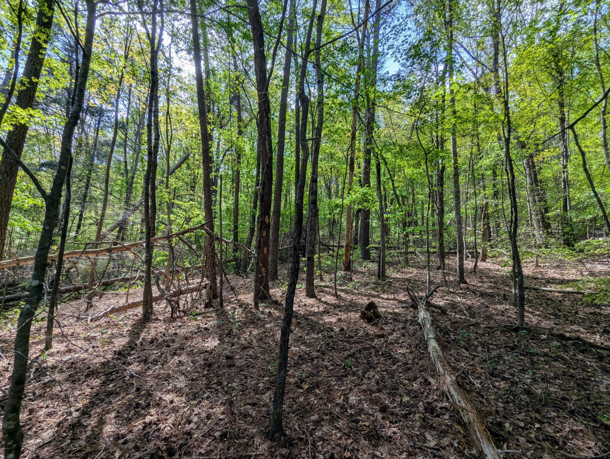 0 Ladd Springs Road Old Fort, TN 37362 - Photo 10 of 11 a view of outdoor space and trees