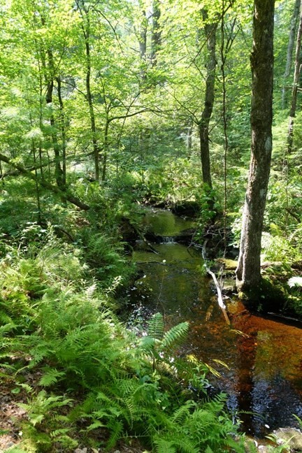 0 Dudleyville Road Leverett, MA 01054 - Photo 13 of 14