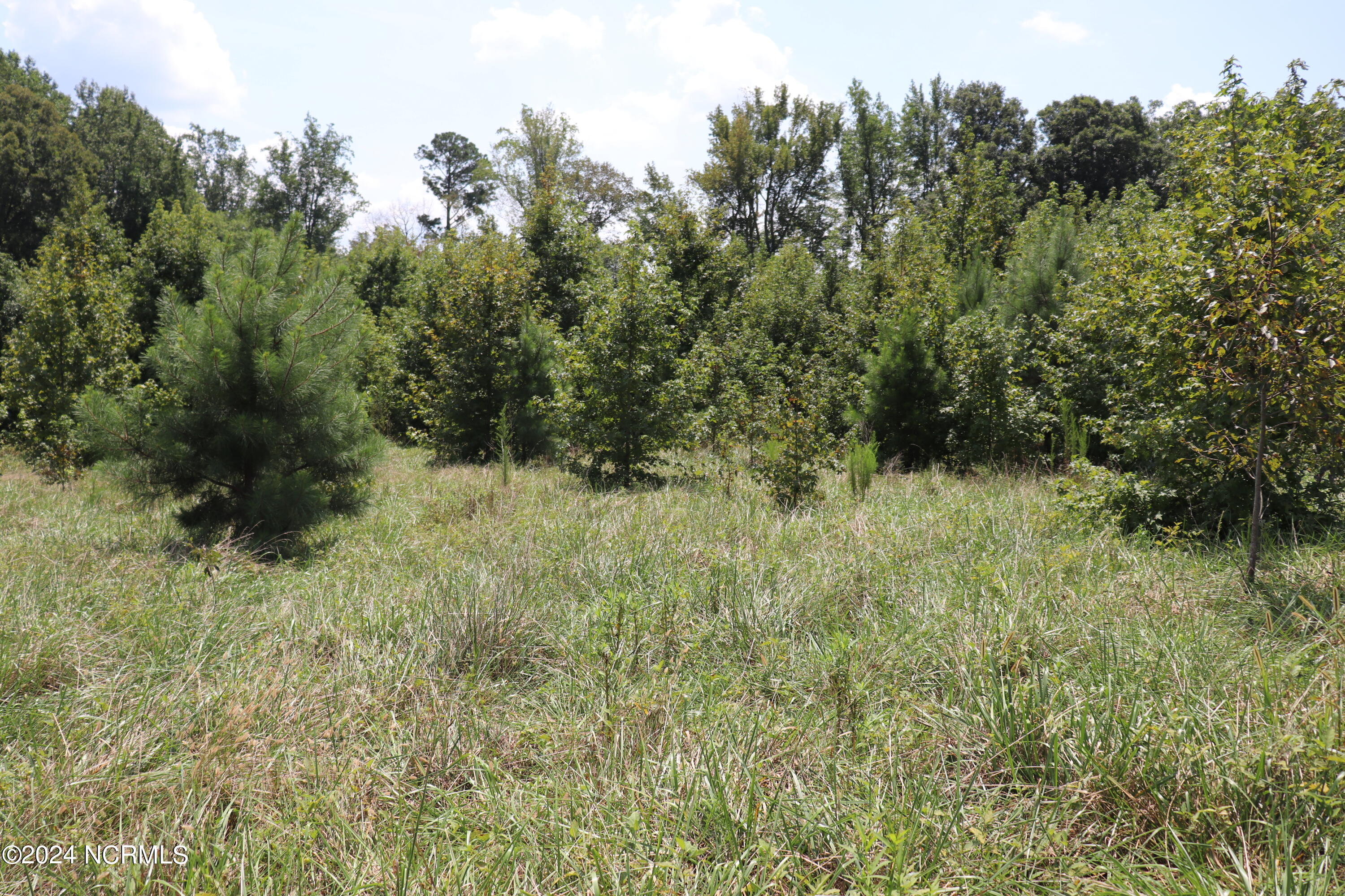165 Kmj Ranch Road Troy, NC 27371 - Photo 41 of 58 Pine tree succession within back pasture