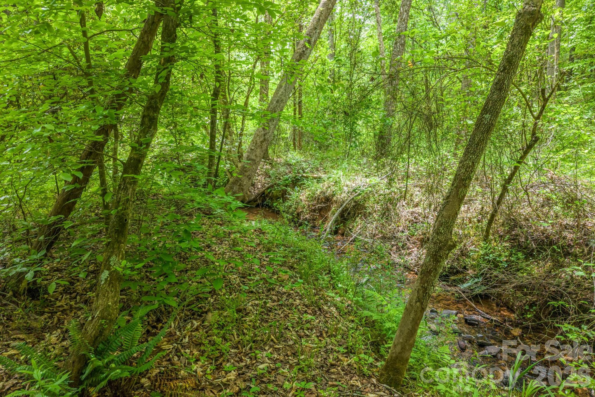 288 Maypole Court Forest City, NC 28043 - Photo 43 of 47 a view of a lush green forest