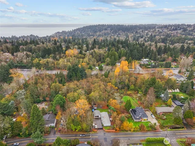 a view of a yard with plants and large trees