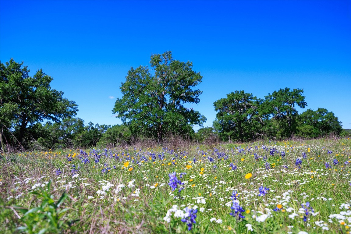 480 Blue Creek Road Dripping Springs, TX 78620 - Photo 4 of 9