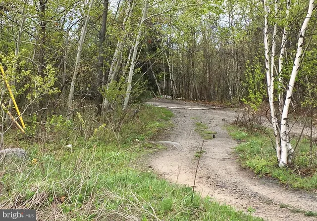 a view of a forest with trees in the background