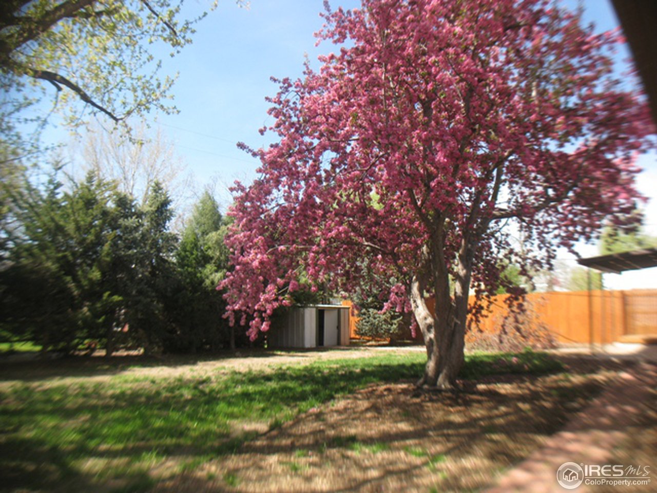 3314 West 5th St Road Greeley, CO 80634 - Photo 8 of 15 Backyard trees