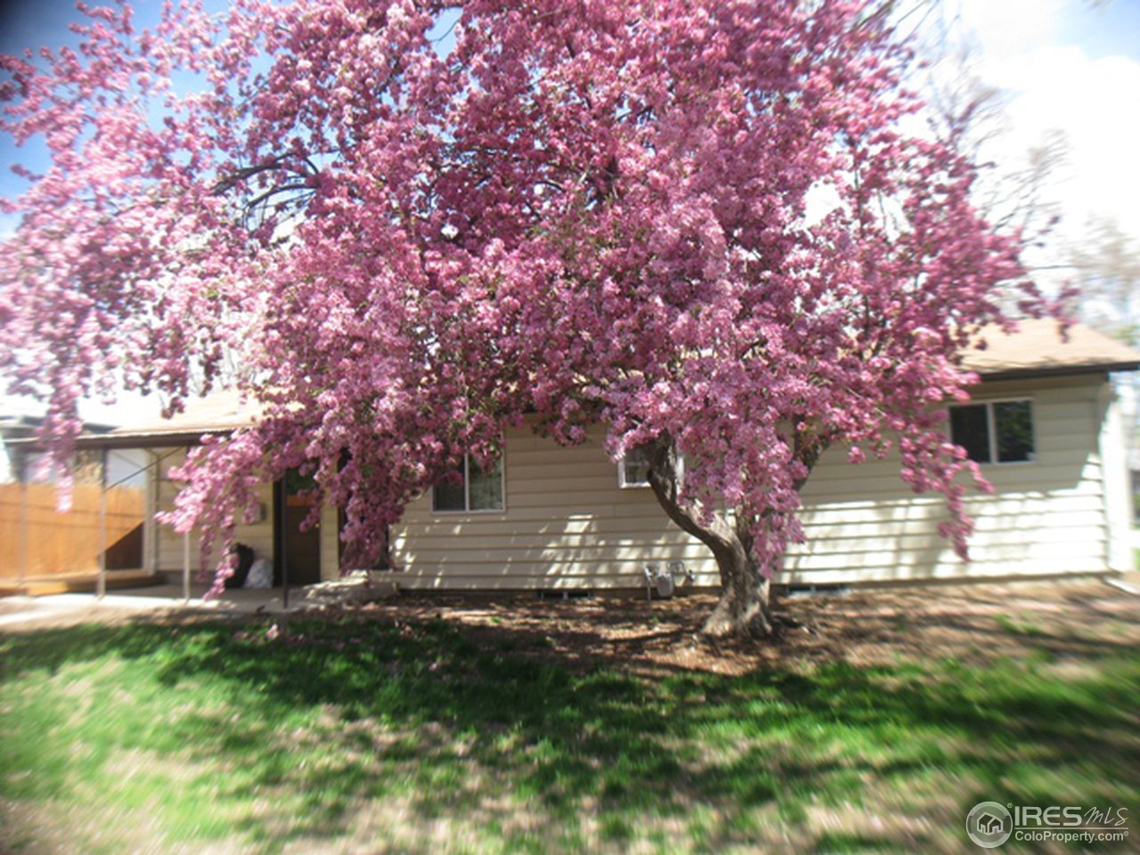 3314 West 5th St Road Greeley, CO 80634 - Photo 9 of 15 Rear view of home