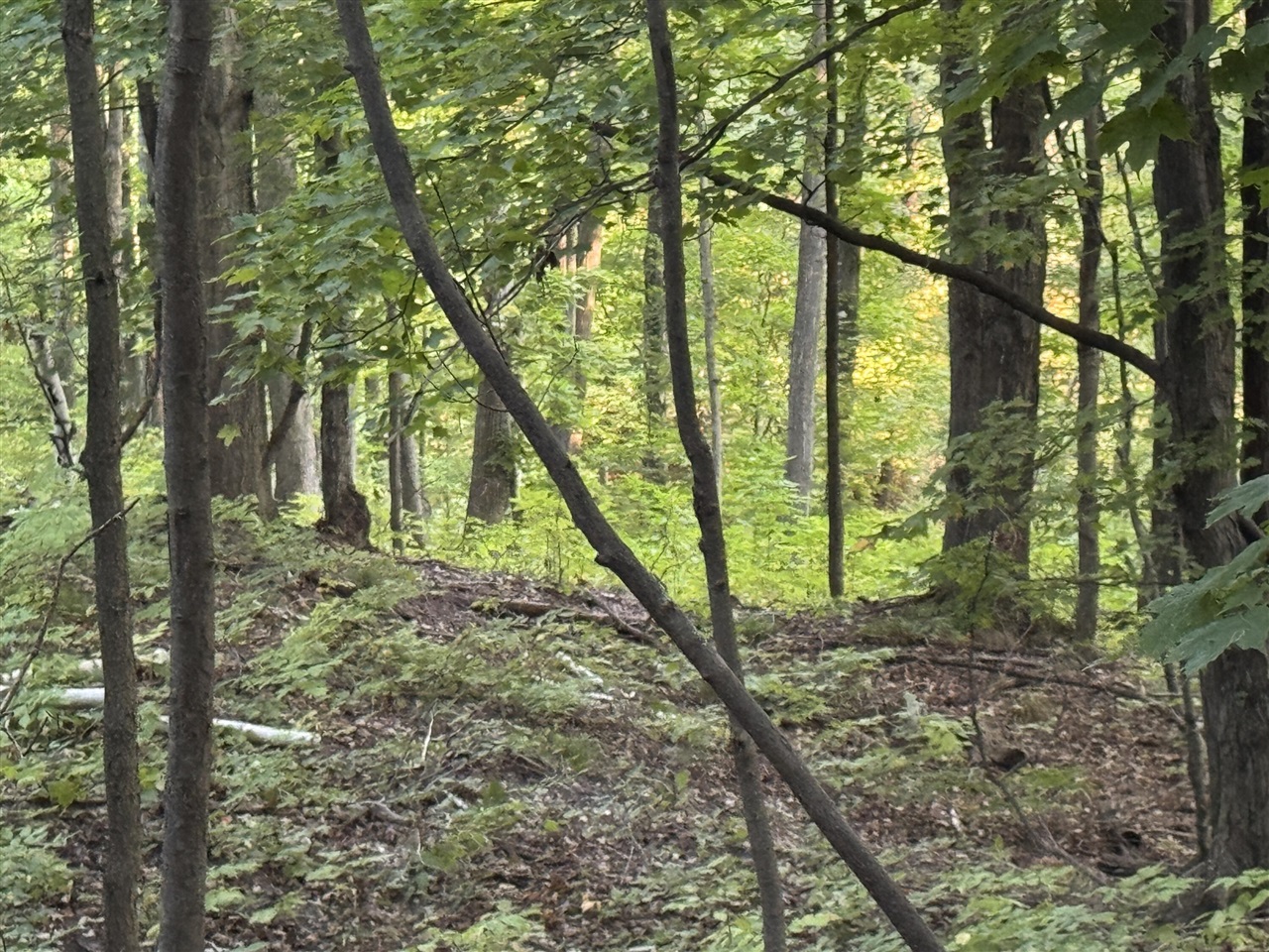 15 15 Mile Road Leroy, MI 49655 - Photo 5 of 14