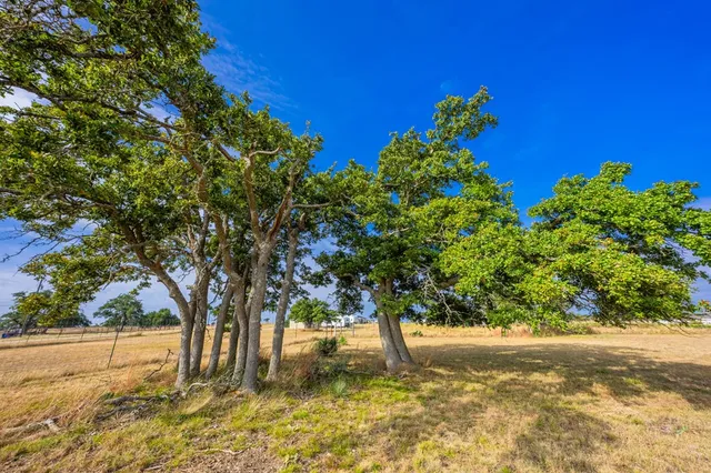 a view of backyard with tree