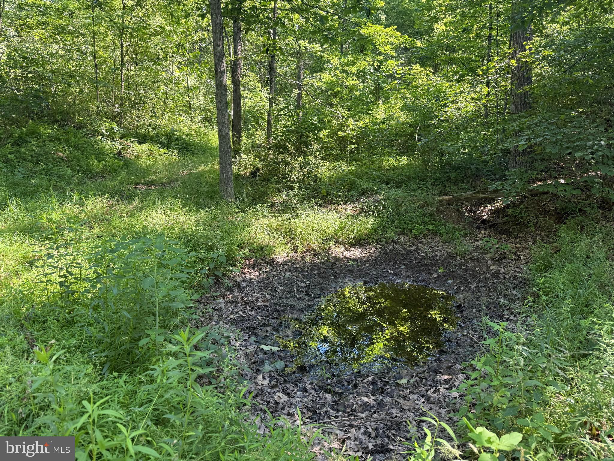 750 Hickory Corner Road Augusta, WV 26704 - Photo 40 of 49 A Little Water Hole