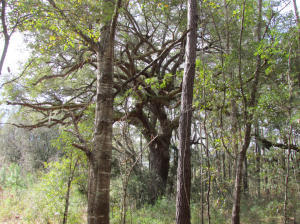 4 A Indigo Hill Road Edisto Island, SC 29438 - Photo 1 of 9 4 A Indigo Hill Rd