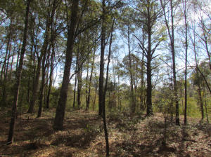 4 A Indigo Hill Road Edisto Island, SC 29438 - Photo 7 of 9 lot 7