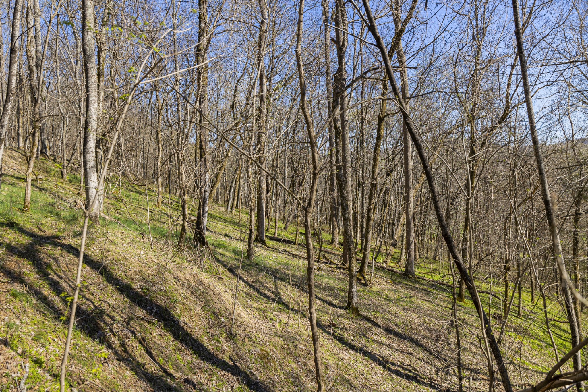 4250 Delina Road Cornersville, TN 37047 - Photo 16 of 34