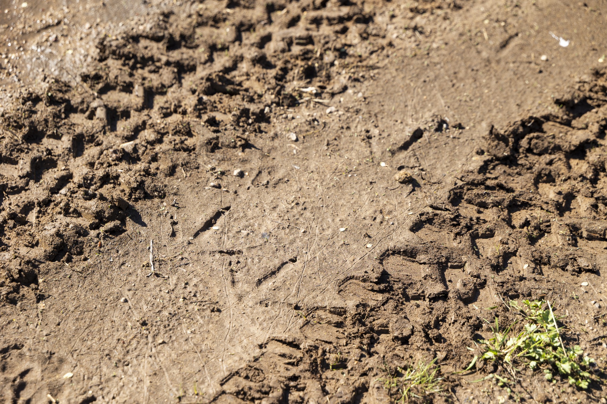 4250 Delina Road Cornersville, TN 37047 - Photo 17 of 34