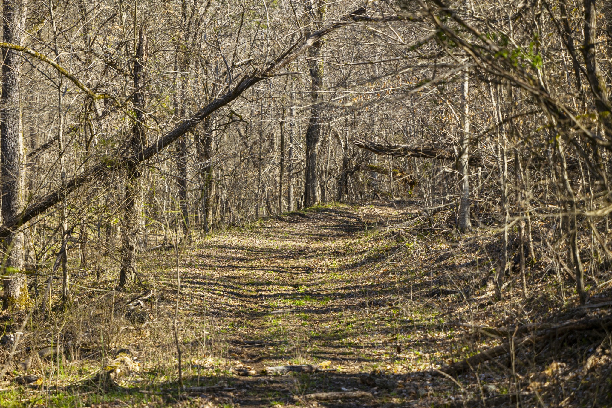 4250 Delina Road Cornersville, TN 37047 - Photo 4 of 34