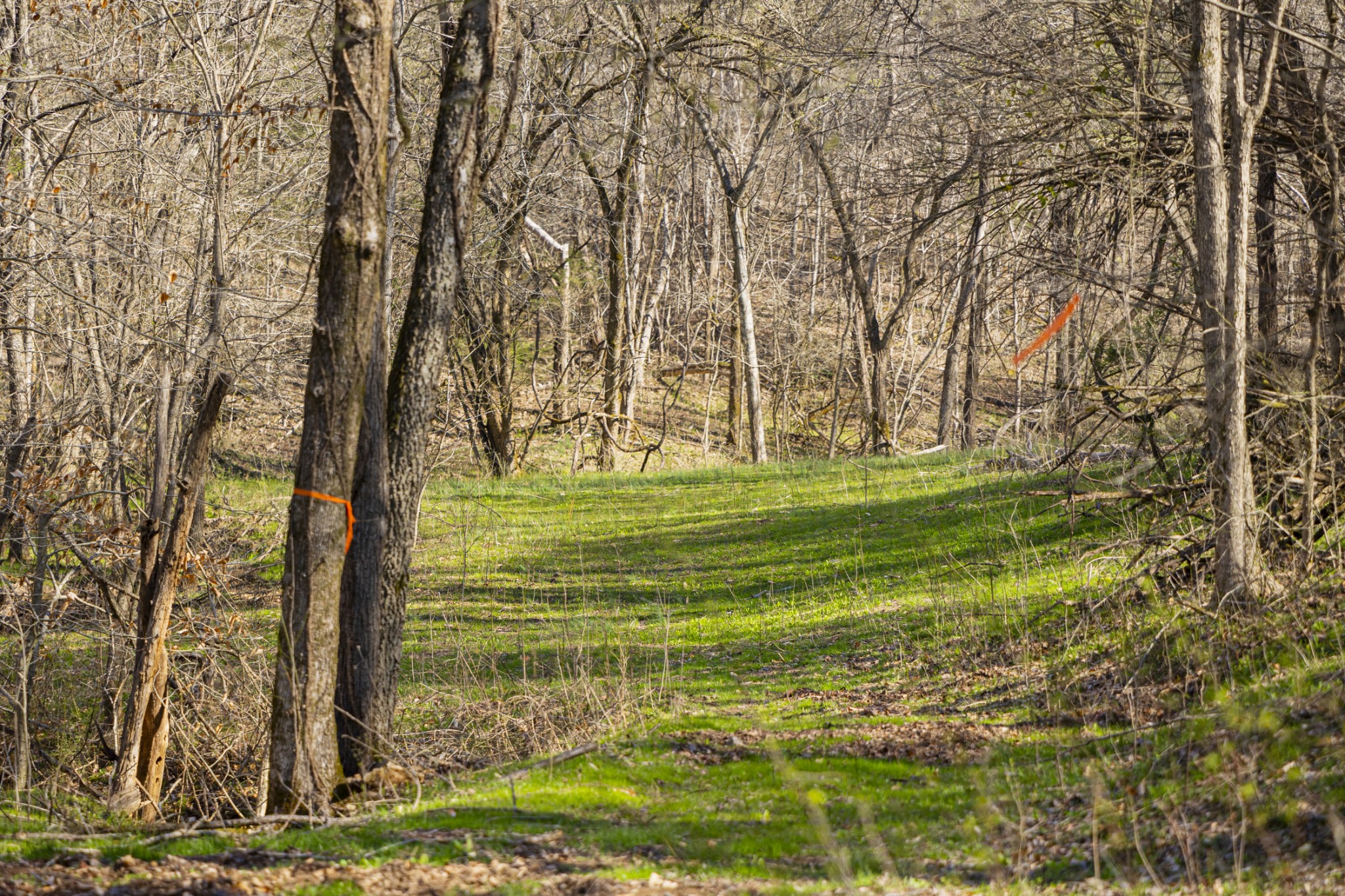4250 Delina Road Cornersville, TN 37047 - Photo 5 of 34