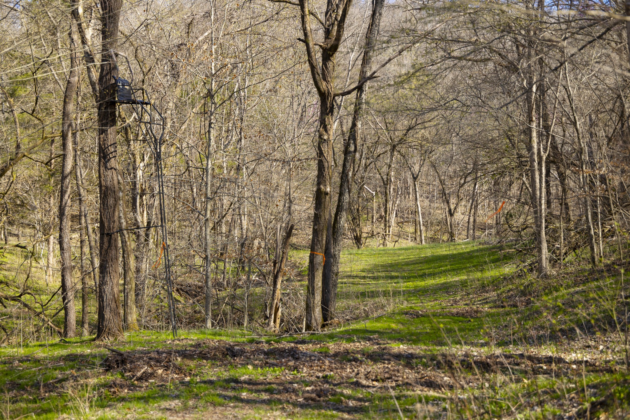 4250 Delina Road Cornersville, TN 37047 - Photo 6 of 34