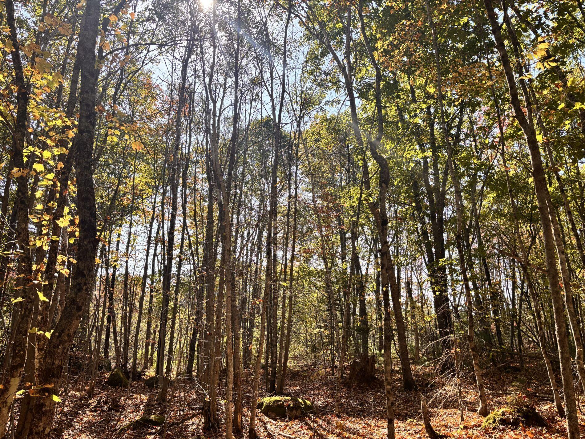 150 Bowden Point Road Prospect, ME 04981 - Photo 11 of 31 6