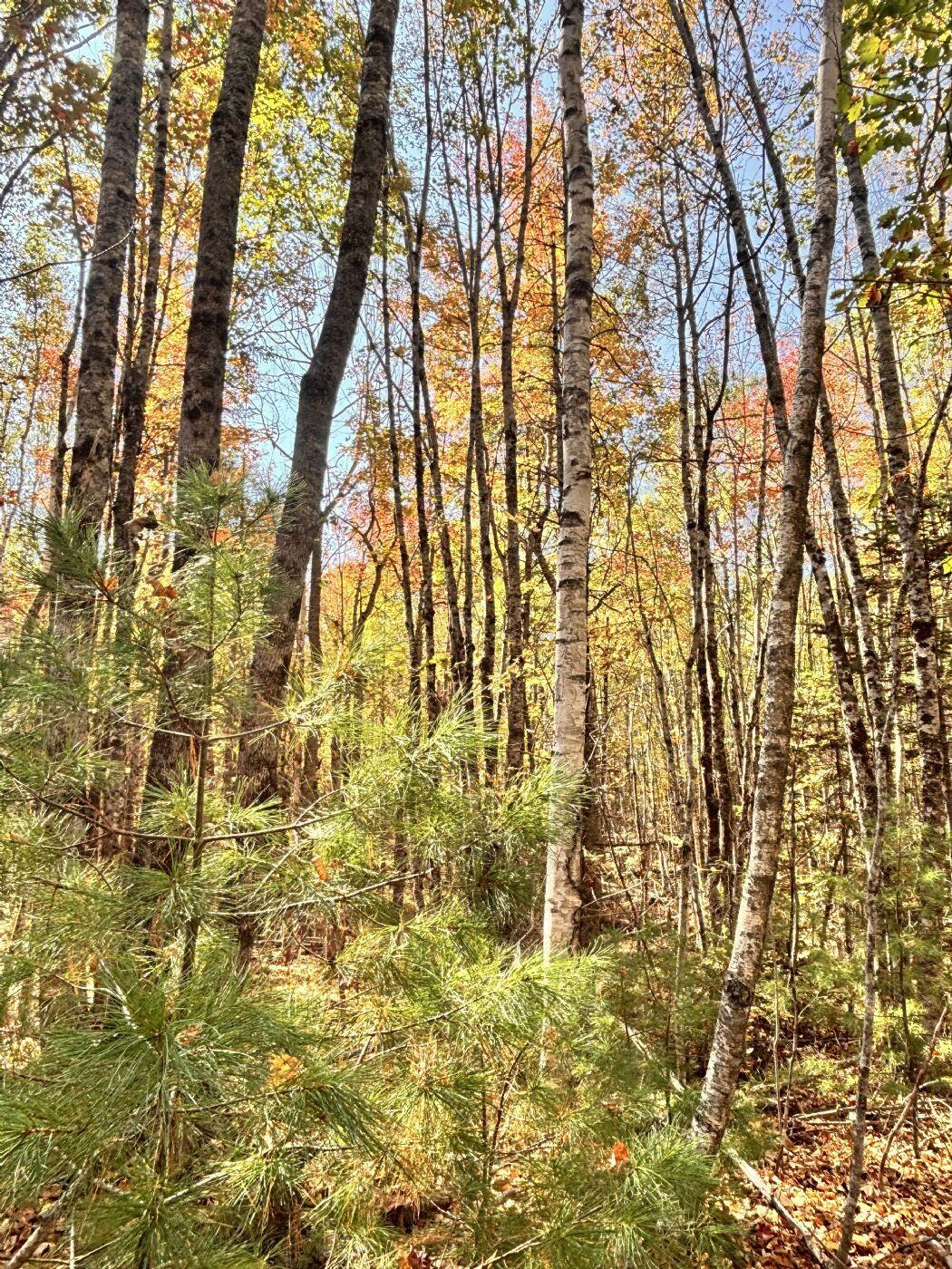 150 Bowden Point Road Prospect, ME 04981 - Photo 16 of 31 18