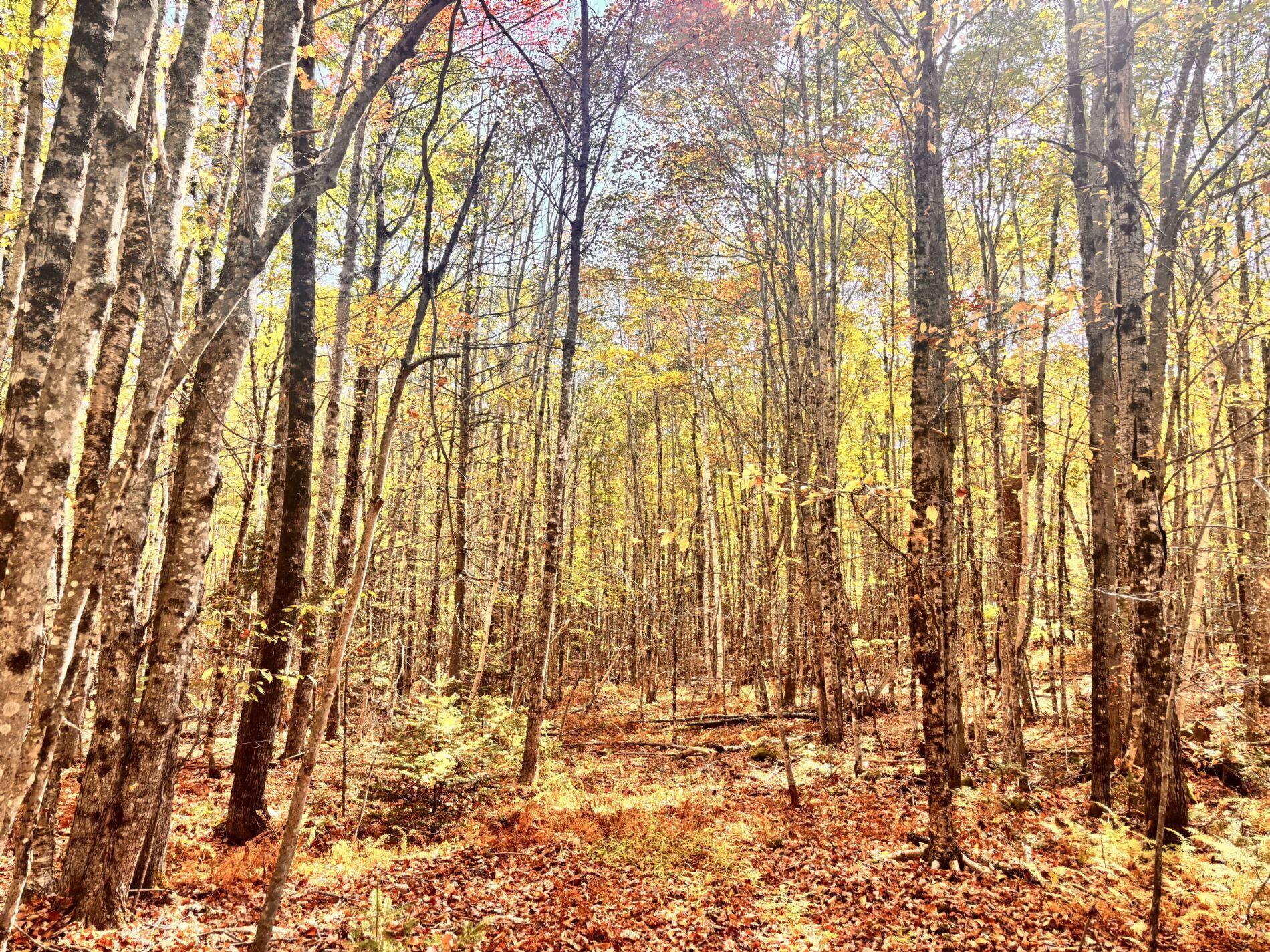 150 Bowden Point Road Prospect, ME 04981 - Photo 18 of 31 20