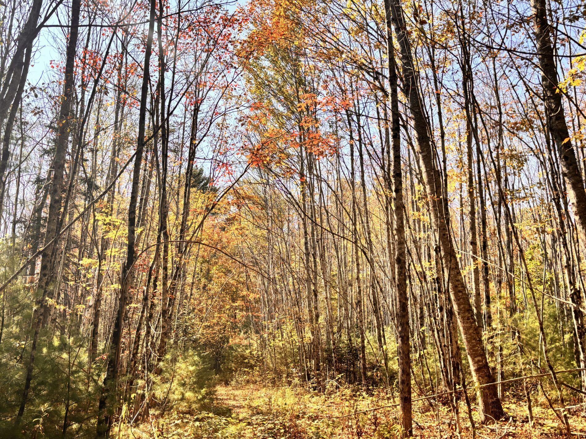 150 Bowden Point Road Prospect, ME 04981 - Photo 26 of 31 11