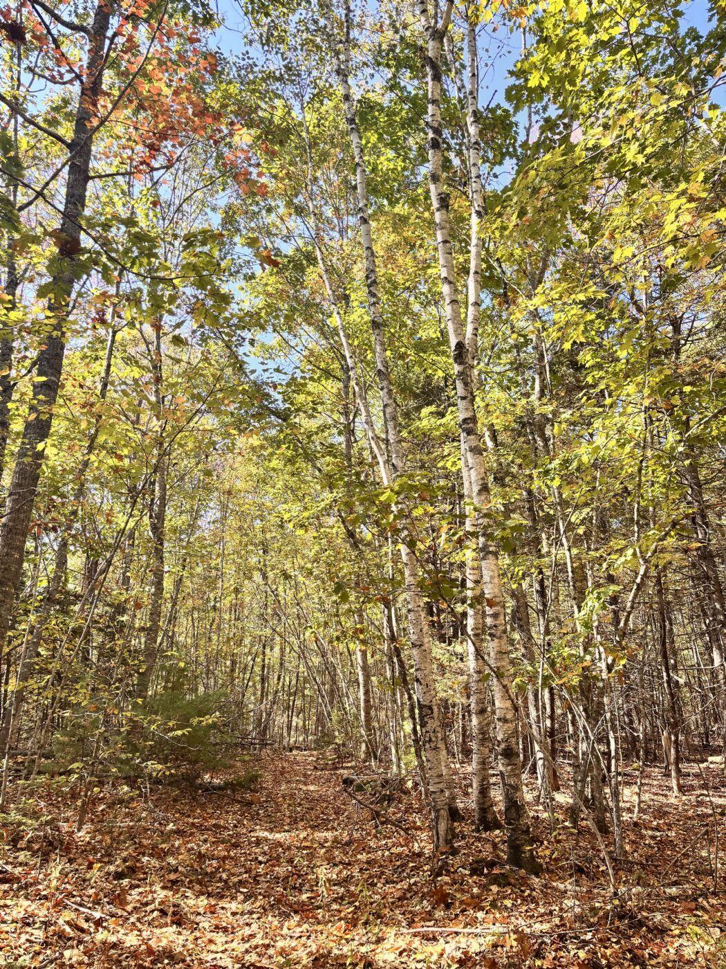 150 Bowden Point Road Prospect, ME 04981 - Photo 28 of 31 7